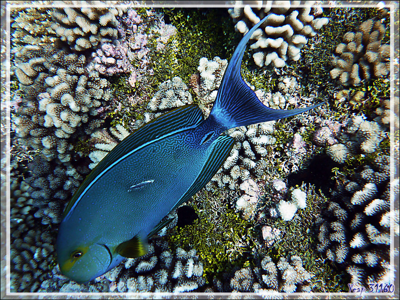 Chirurgien à queue blanche, Elongate surgeonfish or Pale surgeonfish (Acanthurus mata) - Passe Tumakohua (passe sud) - Atoll de Fakarava - Tuamotu - Polynésie française