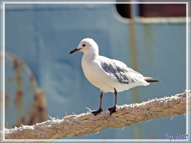 Mouette de Hartlaub, Hartlaub's Gull (Chroicocephalus hartlaubii) - Cape Town - Afrique du Sud