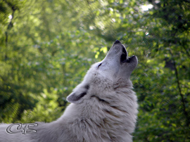 Parc de Ste-Croix loup blanc hurlant gros plan