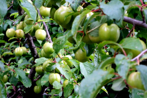 Des prunes vertes