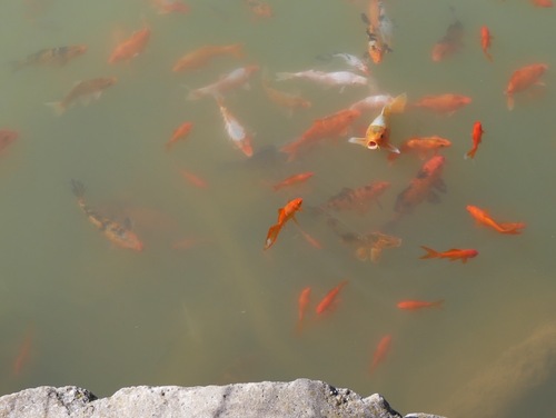 Les poissons rouges près du déversoir