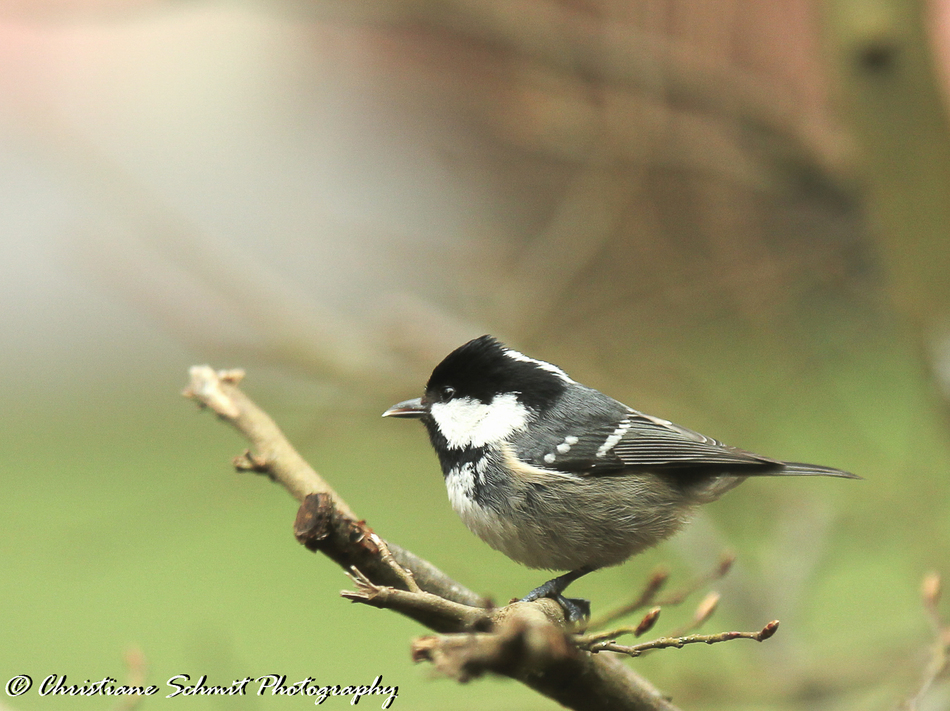 Les petites ailes du jardin (2)