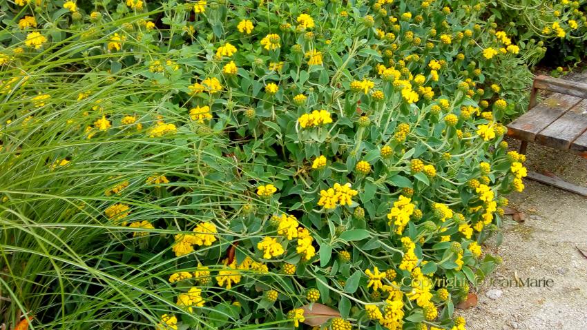 Phlomis fruticosa - Sauge de Jérusalem