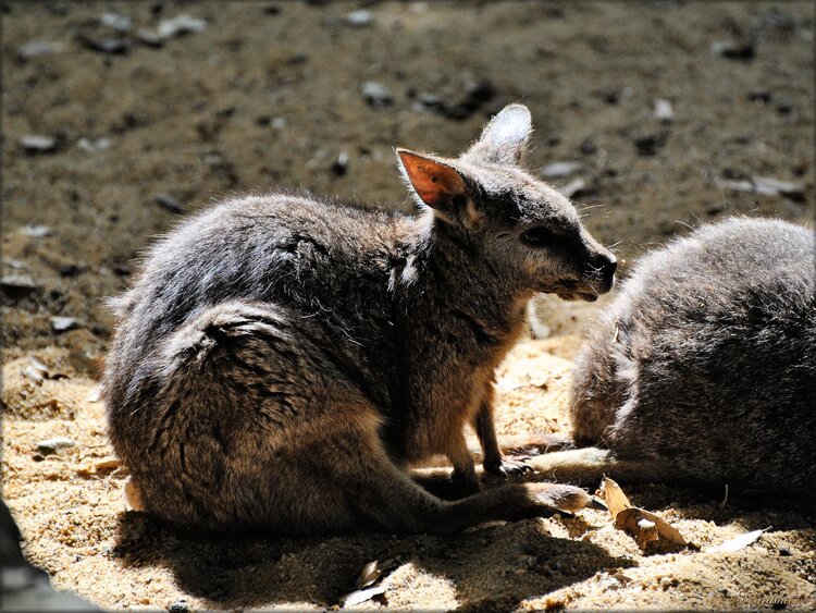 Wallaby d'Eugénie (Zoo Sables d'Olonne)