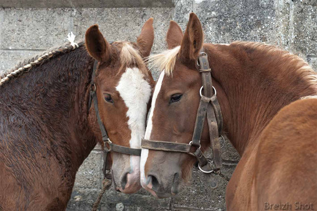 Poulains coquets, poulains câlins : Tête contre tête ces deux poulain forment un coeur