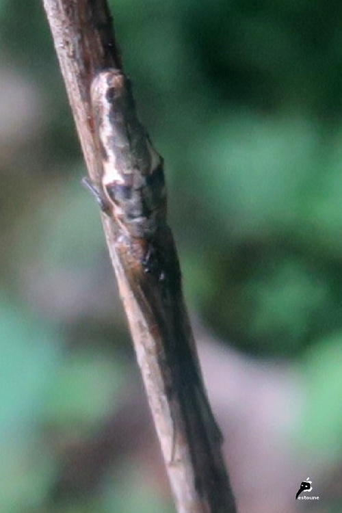 Tetragnatha nigrita 