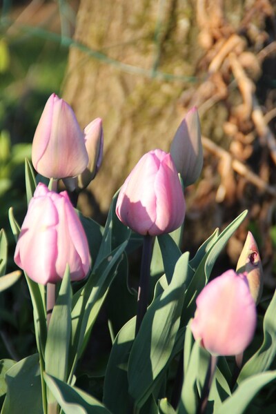 floraisons Tulipes 2019