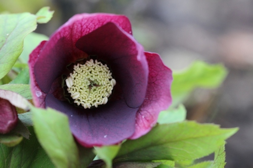 Nouvelles floraisons d'hellébores