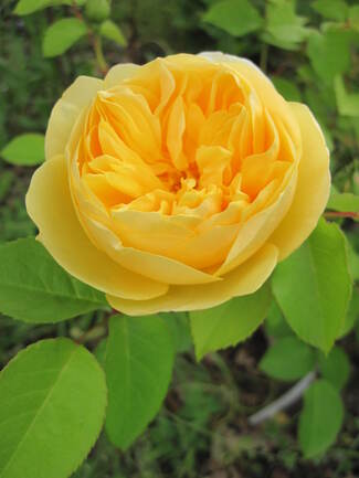 rose jaune ' Graham Thomas ' de David Austin