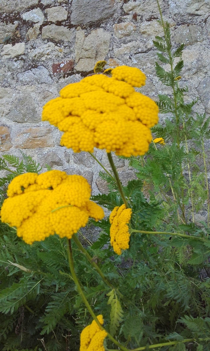  couleur  de fleurs 