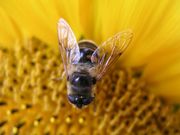 abeille sur  tournesol