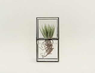 terrarium-cactus-8-528x408.jpg