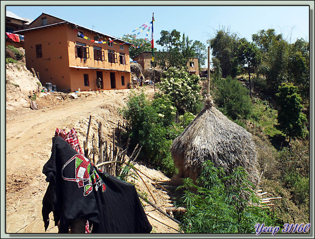Blog de images-du-pays-des-ours : Images du Pays des Ours (et d'ailleurs ...), Traversée des collines entre Nagarkot et Katmandou: Silence, ça pousse!© - Népal
