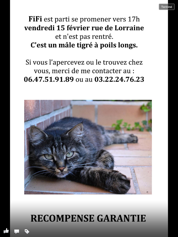 CHAT PERDU