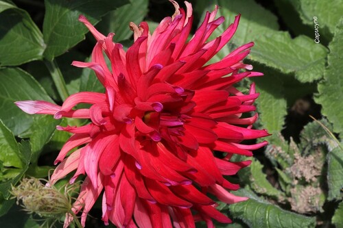 Les reines de septembre au jardin 2