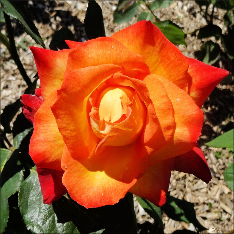 Photo de rose orange (fleur-flore)