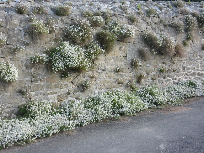 La flore de mon ile ... !!!