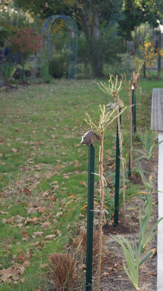 bordure du trottoir des iris