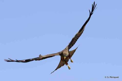 Morning at a carcass