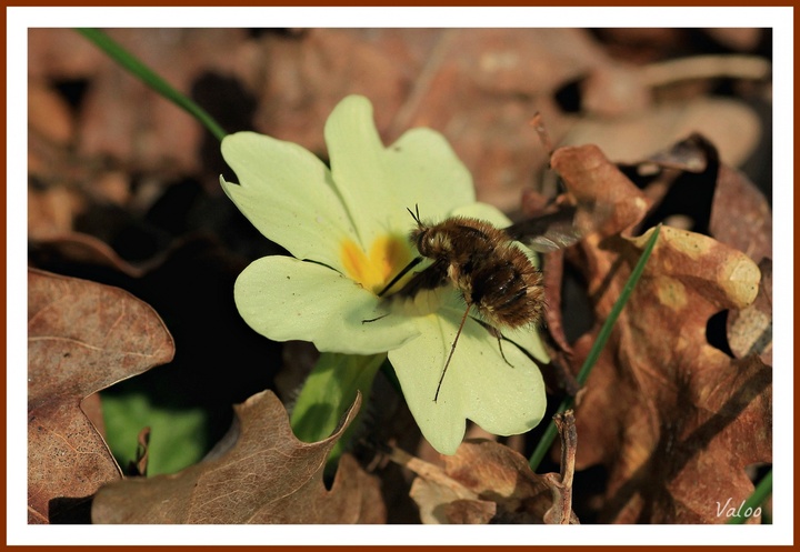 Bombyle