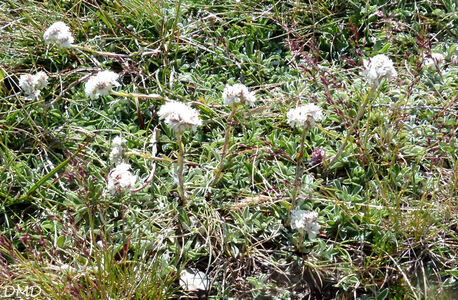 Antennaria dioica - antennaire dioïque - pied de chat