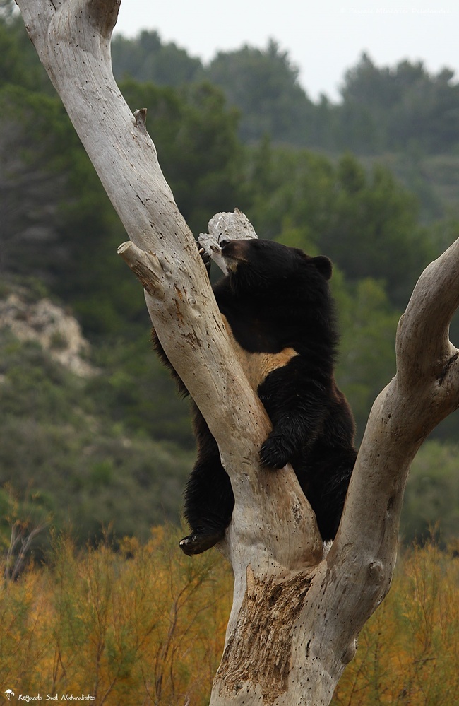 L'ours du tibet (ou ours à collier)