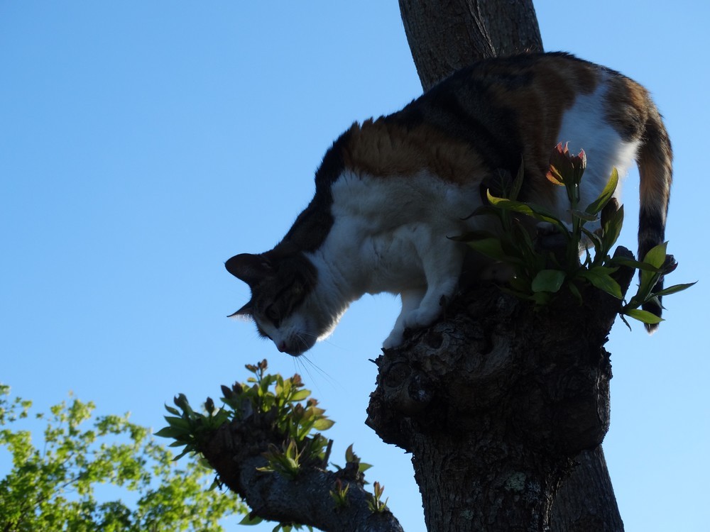 Squirel et Ecureuille chats en vacances...