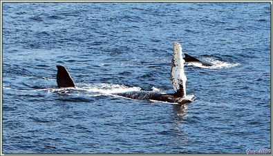 Pendant plus de deux heures nous allons observer une troupe de baleines à bosse - Baie de Dallmann - Iles Melchior - Péninsule Antarctique