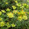 Saxifrage faux orpin (Saxifraga aizoides)