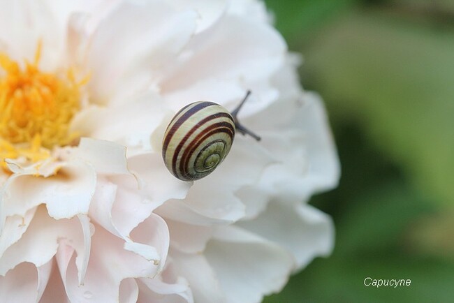 Petits riens au jardin