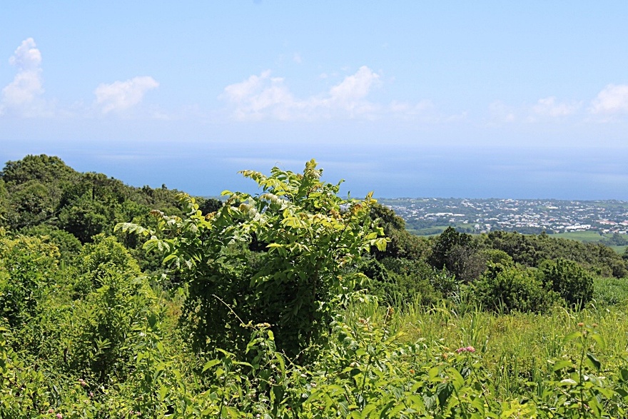 12/4/21 : Dioré à St-André (Réunion) 2 et Fin