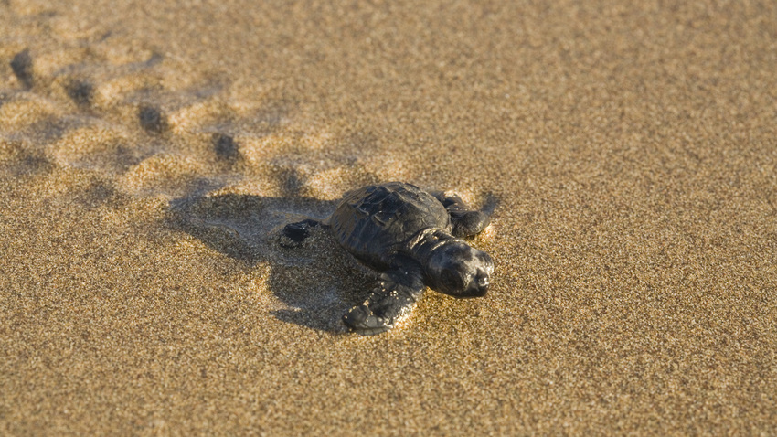 5 images de Reptiles