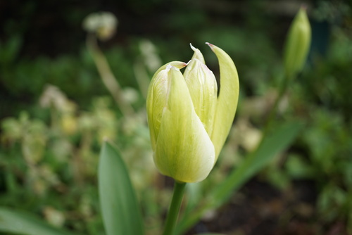  tulipe viridiflora Spring Green
