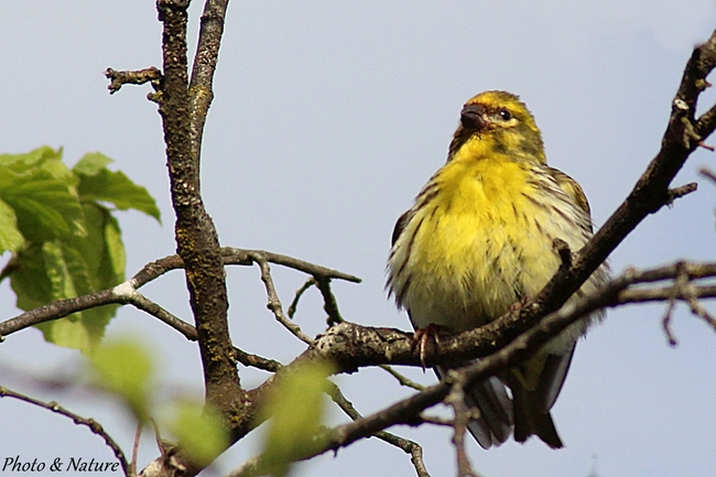 Serin Cini