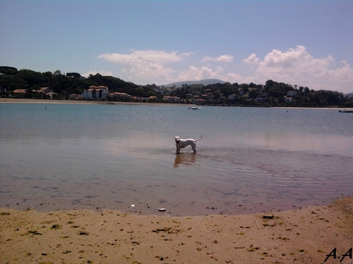 Cani roller et jeux