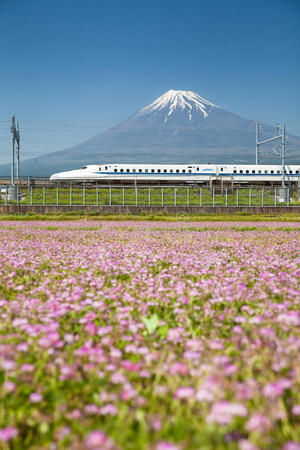 story life trains mount fuji japan flowers spring