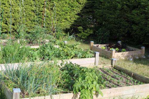 Le potager en plein boum