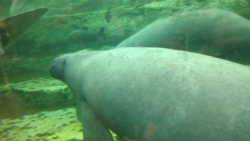 Zoo de Beauval