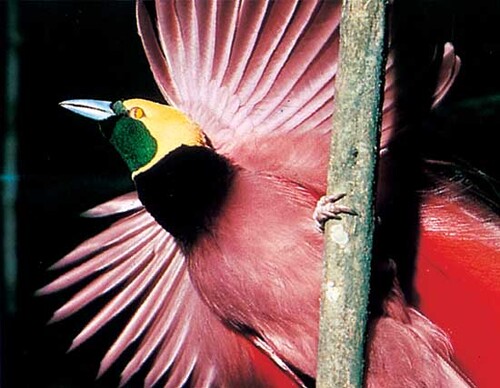 Birds-of-Paradise Project 