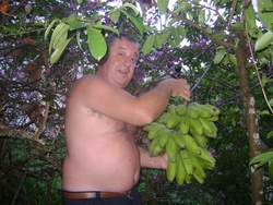Cueillette de Banane
