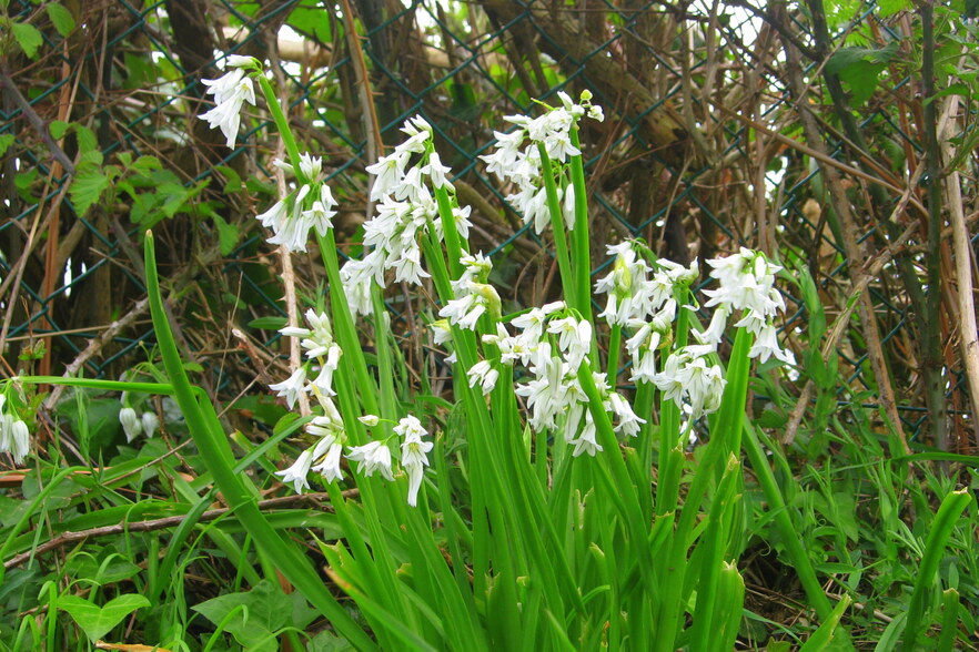   grelots d argent  du muguet 