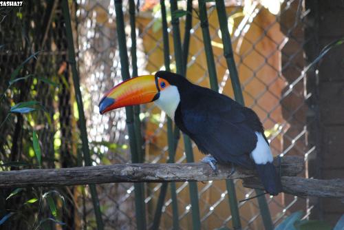 Toucan Toco