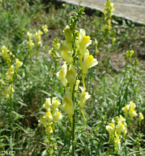 Linaria vulgaris - linaire commune