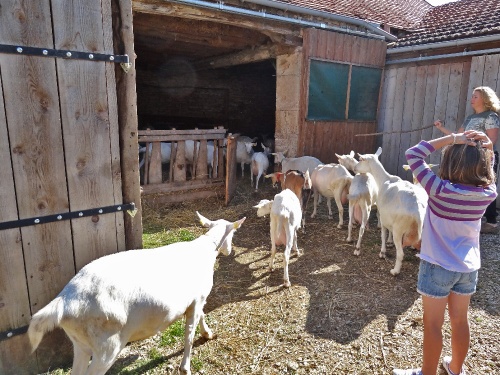 Visite de la chèvrerie de "la corne Vaudrille" à Savoisy, avec les "mardis-découvertes" de l'OTPC...