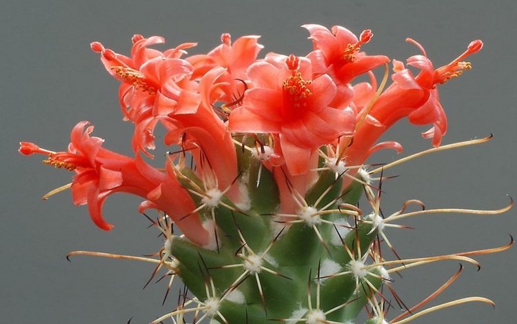 Images du monde : Cactus en fleurs