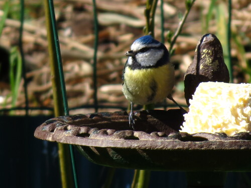 mes petits amis du jardin