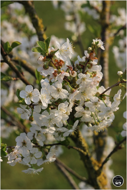 Fleur de cerisier