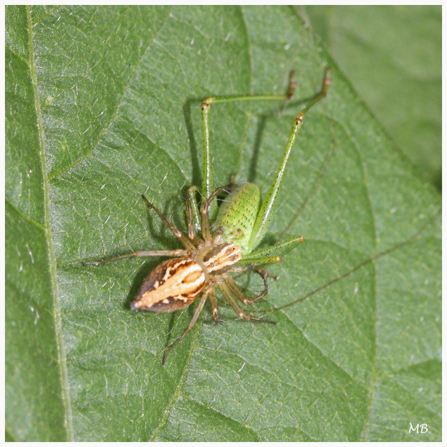 Arachnides-03-5495.jpg