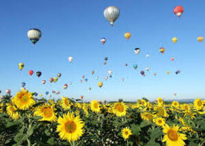 season balloons sunflowers balloons 