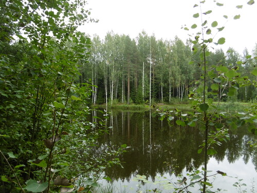 Tortue en Russie